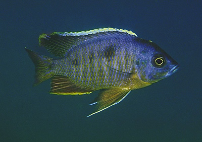 Copadichromis sp. 'mbenji blue' Mbenji Island